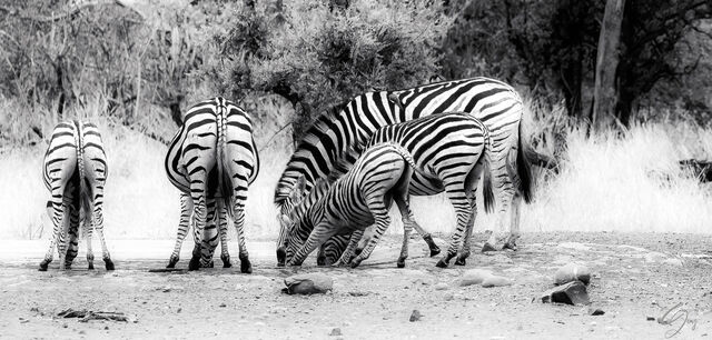 Stripes of All Sizes print