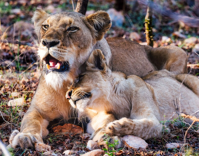 Maternal Bliss print