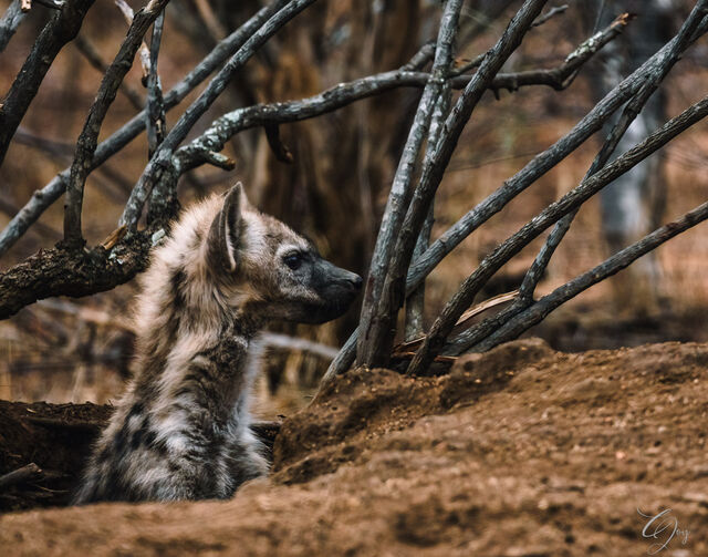 Waiting Hungry print