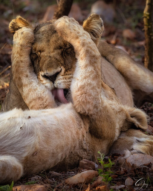 Bath Time in the Bush print
