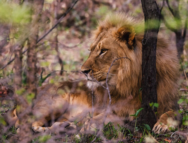 King's Daydream print